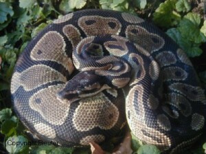 Python regius